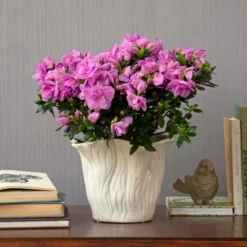 Lavender-Pink Azalea In Flared Tree Ceramic Cachepot