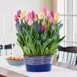 Princely Pageant Bulb Collection In Large Metal Cachepot