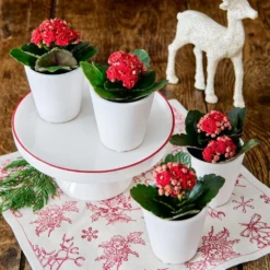Red Kalanchoe Quartet In White Ceramic Cachepots
