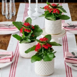 Red Kalanchoe Trio In Lokka Ceramic Pots
