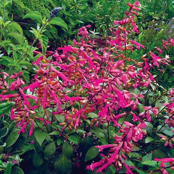 Salvia 'Wendy's Wish' 2 Salvia 'Wendy's Wish' - Image 2