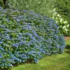Hydrangea Serrata 'Blue Billow'