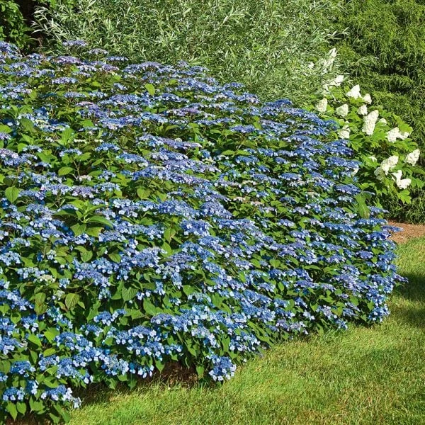 Hydrangea Serrata 'Blue Billow' 1 Hydrangea Serrata 'Blue Billow'