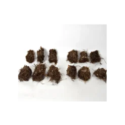 Cornerstone Astilbe Collection