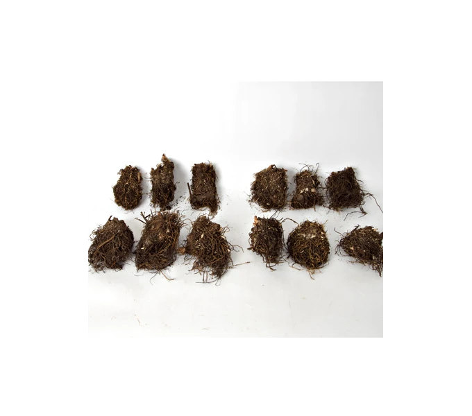 Cornerstone Astilbe Collection 1 Cornerstone Astilbe Collection