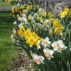 Collaboration For Part Shade For The South - Daffodils & Hosta -Tree Bower Sales x600 10713 1