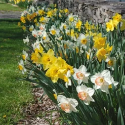 Collaboration For Sun For The South - Daffodils & Daylilies 5 Collaboration For Sun For The South - Daffodils & Daylilies -Tree Bower Sales x600 10713