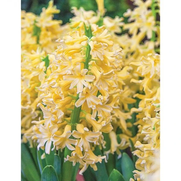 Hyacinthus Orientalis 'Yellowstone' 3 Hyacinthus Orientalis 'Yellowstone' - Image 3