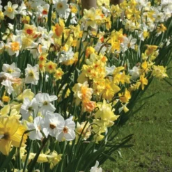 A Golden Legacy Narcissus Mix -Tree Bower Sales x600 11150