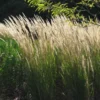 Ornamental Grass: Calamagrostis X Acutiflora 'Karl Foerster'