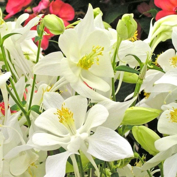 Aquilegia 'Dove' 1 Aquilegia 'Dove'