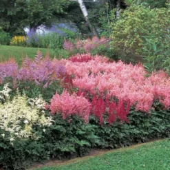 Cornerstone Astilbe Collection 8 Cornerstone Astilbe Collection -Tree Bower Sales x600 11201