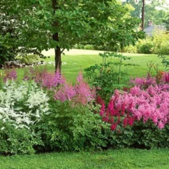 Cornerstone Astilbe Collection 9 Cornerstone Astilbe Collection -Tree Bower Sales x600 11202