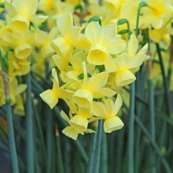 Award-winning Miniature Daffodils -Tree Bower Sales x600 11226