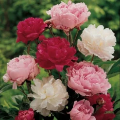 Old-Time Peony Collection 11 Old-Time Peony Collection -Tree Bower Sales x600 11407