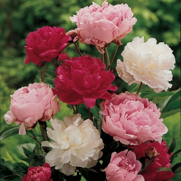 Old-Time Peony Collection 5 Old-Time Peony Collection - Image 5