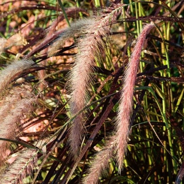 Season's Farewell Collection 6 Season's Farewell Collection - Image 6