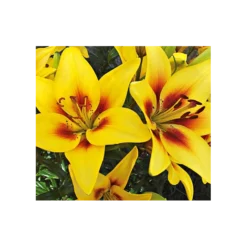 Bold Colors Asiatic Lily Mix -Tree Bower Sales x600 11468