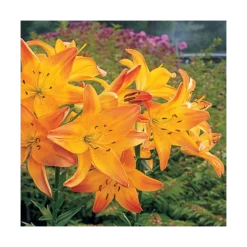 Bold Colors Asiatic Lily Mix -Tree Bower Sales x600 11470