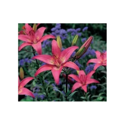 Bold Colors Asiatic Lily Mix -Tree Bower Sales x600 11471