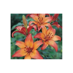 Bold Colors Asiatic Lily Mix -Tree Bower Sales x600 11472