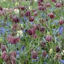 Fritillaria Meleagris Mix -Tree Bower Sales x600 11486