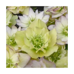 Helleborus Wedding Party® Mix -Tree Bower Sales x600 11506