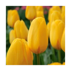 Next Generation Perennial Tulip Mix -Tree Bower Sales x600 11529