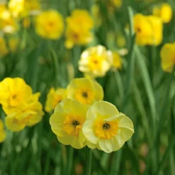 Award-winning Miniature Daffodils -Tree Bower Sales x600 11541