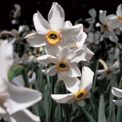 Scent Of Spring Daffodil Mix -Tree Bower Sales x600 11542