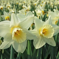 White Trumpet Solo Daffodil Mix 11 White Trumpet Solo Daffodil Mix -Tree Bower Sales x600 11543