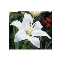 Strawberries & Cream Lilium Mix -Tree Bower Sales x600 11559