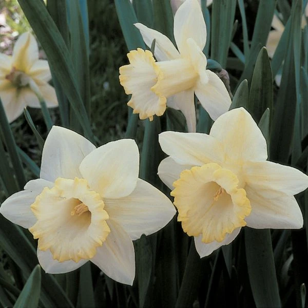 White Trumpet Solo Daffodil Mix 2 White Trumpet Solo Daffodil Mix - Image 2