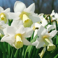 White Trumpet Solo Daffodil Mix 8 White Trumpet Solo Daffodil Mix -Tree Bower Sales x600 11562