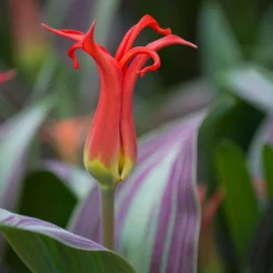 Tulip 'Rigas Barikades' 9 Tulip 'Rigas Barikades' -Tree Bower Sales x600 11565