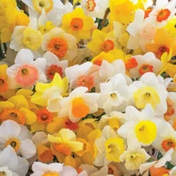 Weatherproof Large-Cupped Daffodil Mix 15 Weatherproof Large-Cupped Daffodil Mix -Tree Bower Sales x600 11569