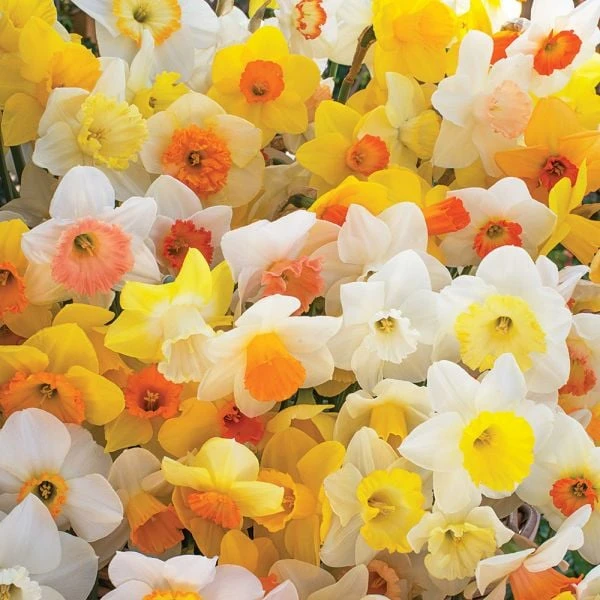 Weatherproof Large-Cupped Daffodil Mix 3 Weatherproof Large-Cupped Daffodil Mix - Image 3
