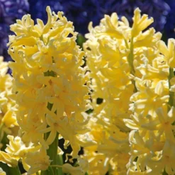 Vivid Hyacinth Mix 9 Vivid Hyacinth Mix -Tree Bower Sales x600 11570