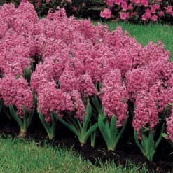Vivid Hyacinth Mix 10 Vivid Hyacinth Mix -Tree Bower Sales x600 11571
