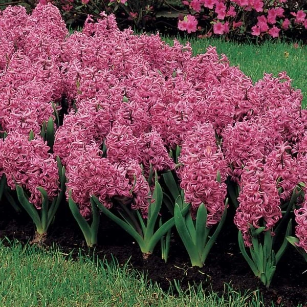 Vivid Hyacinth Mix 4 Vivid Hyacinth Mix - Image 4