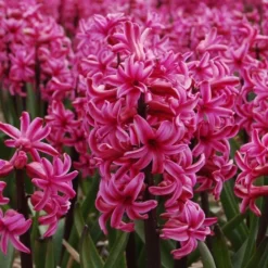 Vivid Hyacinth Mix 11 Vivid Hyacinth Mix -Tree Bower Sales x600 11572