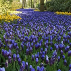 Muscari Latifolium -Tree Bower Sales x600 11583