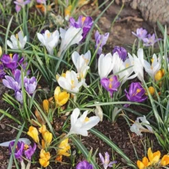 Farewell To Winter Crocus Mix -Tree Bower Sales x600 11608