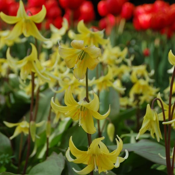Erythronium 'Pagoda' 1 Erythronium 'Pagoda'