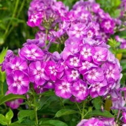 Long-Season Hummingbird Garden 11 Long-Season Hummingbird Garden -Tree Bower Sales x600 11645 1