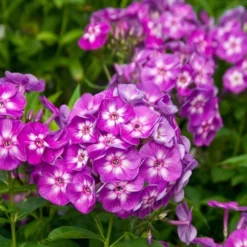 Phlox Paniculata 'Laura'