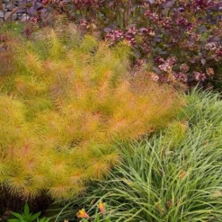 Amsonia Hubrichtii -Tree Bower Sales x600 11665