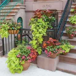 Hummingbird Annual Collection -Tree Bower Sales x600 11670