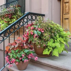 Hummingbird Annual Collection -Tree Bower Sales x600 11671