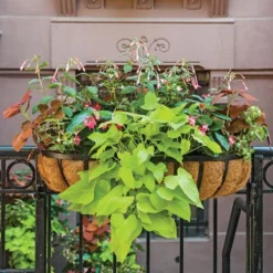 Hummingbird Annual Collection -Tree Bower Sales x600 11672